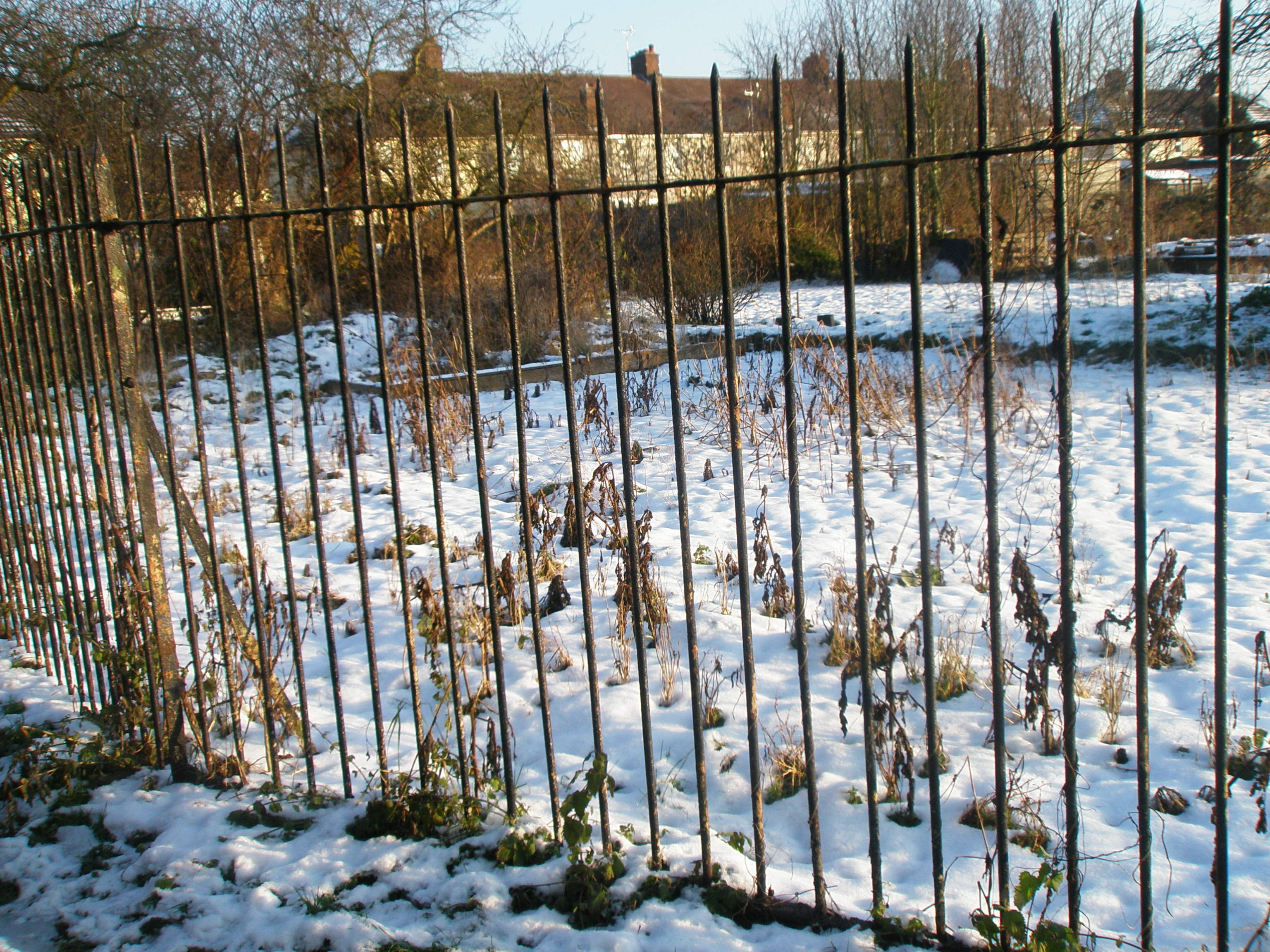 Snow on the allotments