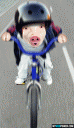 Pig on a bike